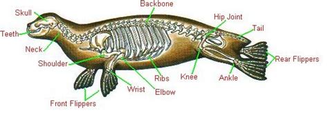 does a manatee have a backbone